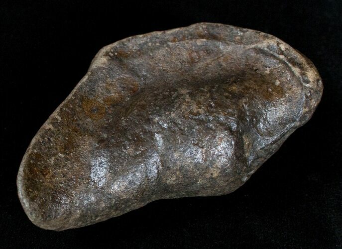 Fossil Cetacean (Whale) Ear Bone - Miocene #3495